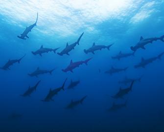 Hammerhead sharks, San Cristobal Island, Galapagos