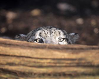 Adopt a snow leopard