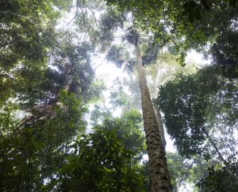 Trillion Trees