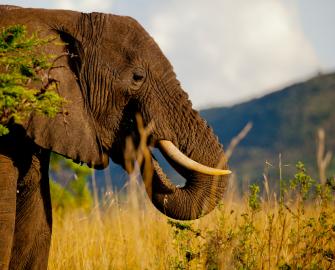10 Facts about elephants