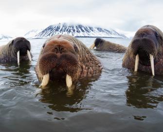 Walrus from Space (Primary)