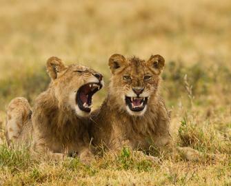 Top 10 facts about lions