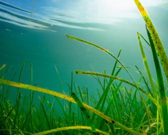 seas of our future