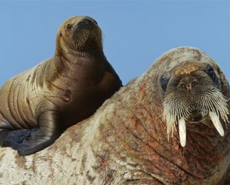 Become a walrus detective