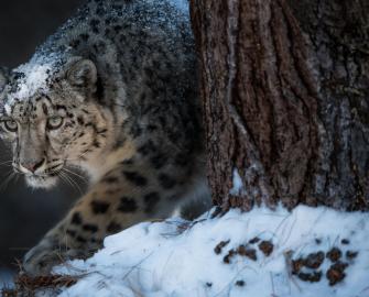 World Snow Leopard Day