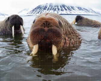Walrus From Space