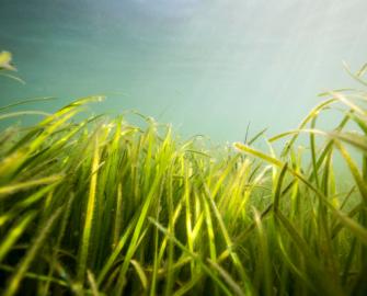 Seagrass Restoration