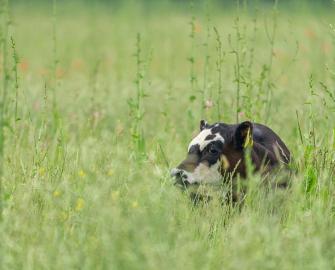 Farming for Net Zero