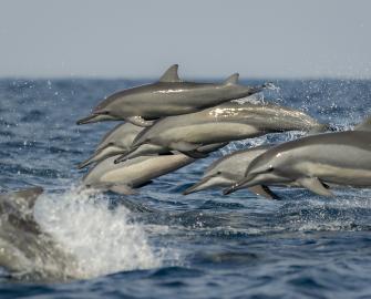 Dolphin quiz