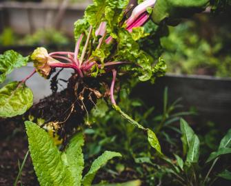 Start sowing seeds