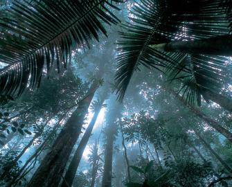Forests