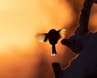 Bird sunset