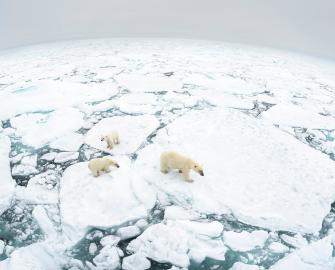 Polar bears