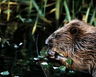 Top 10 facts about Beavers