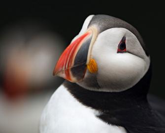 Top 10 facts about Puffins