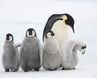 10 Facts about emperor penguins