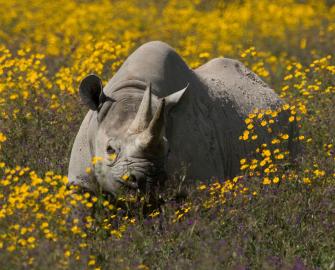 World Rhino Day