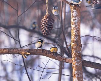 Feed The Birds