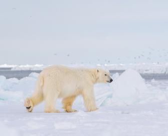Polar bear quiz
