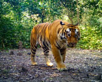 World tiger day – 29 July