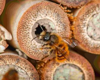 Make a bee hotel