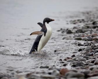 10 Facts about Adélie penguins