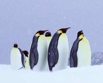 Penguin quiz
