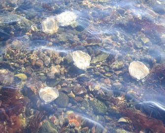 Oyster and Habitat Monitoring