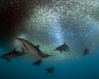 10 Facts about Dolphins