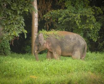 Take an elephant quiz