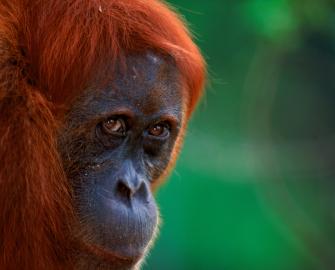 World orangutan day – 19 August