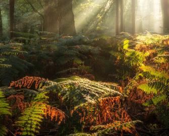 Forests