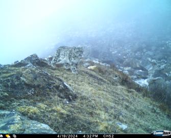 Take a snow leopard quiz