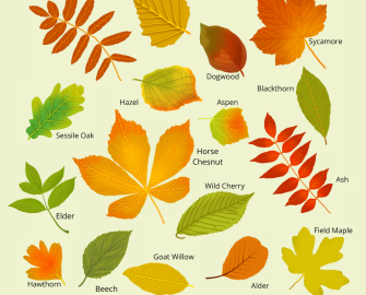 Autumn leaf hunt