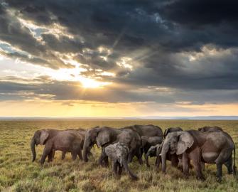 Top 10 facts about elephants