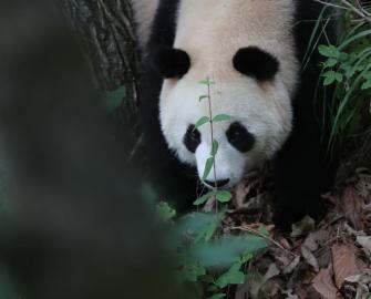 10 Facts about giant pandas