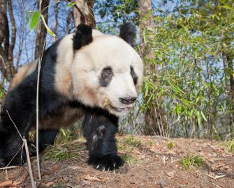 Take a giant panda quiz
