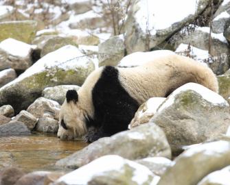 Giant panda day - 16 March