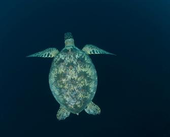 10 Facts about turtles