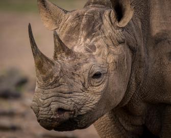 5 facts about black rhinos