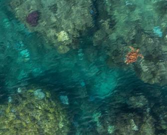 World turtle day – 16 June