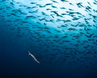 World ocean day – 8 June