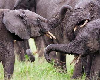 Securing East Africa’s Savannahs