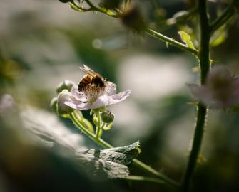 Create bee habitats