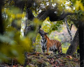 Make a gift and partner with us