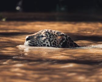 10 Facts about jaguars