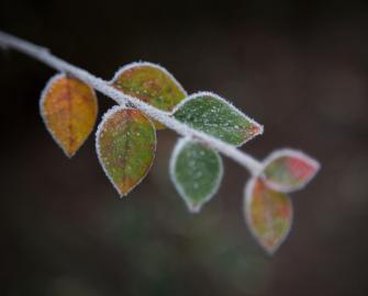 Winter Spotter Sheet