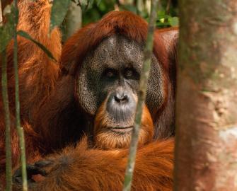 Adopt an Orangutan