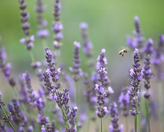 Make lavender bags