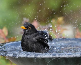 Help keep wildlife cool